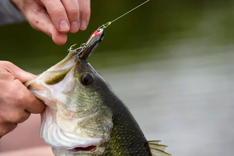 Topwater Techniques for Luring Big Bass: A Thrilling Guide