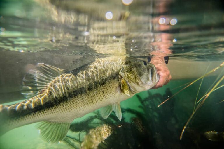 The Proper Way to Handle Bass for Catch and Release