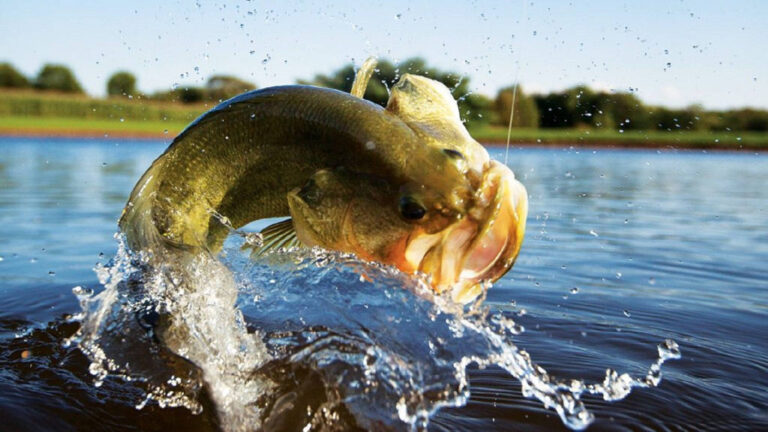 The Best Time of Year to Start Bass Fishing