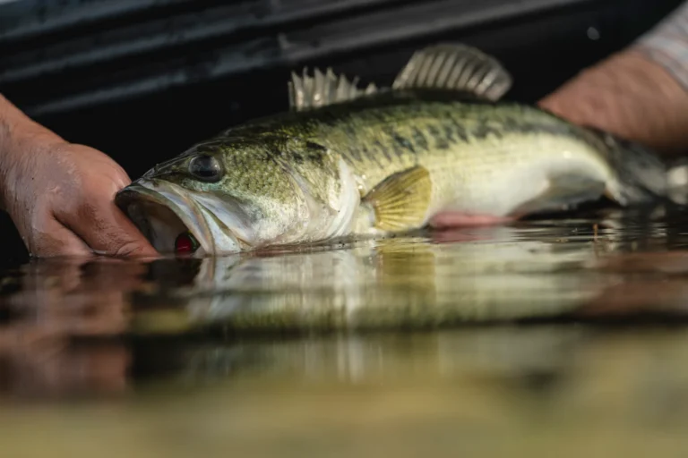 How to Get Started with Bass Fishing: A Beginner’s Guide